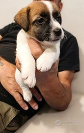 Jack russell terrier con pedigree