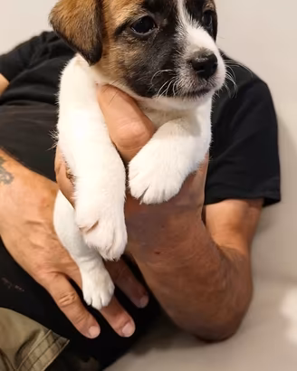 Jack russell terrier con pedigree