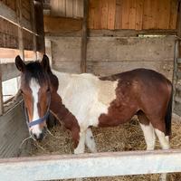 Puledro Paint Horse