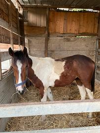 Puledro Paint Horse