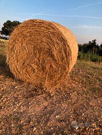 ROTOLI FORAGGIO 2025