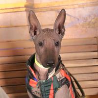 Ultimi cuccioli di Xoloitzcuintli