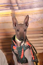 Ultimi cuccioli di Xoloitzcuintli