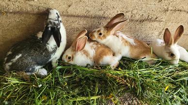 Conigli incroci con papillon e fulvo borgogna