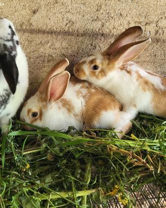 Conigli incroci con papillon e fulvo borgogna