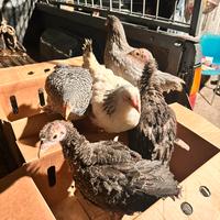 Galline tacchini