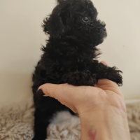 Barboncini maschi mini toy neri