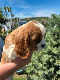 Cuccioli cavalier king