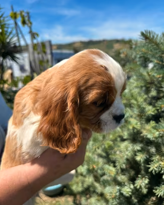Cuccioli cavalier king