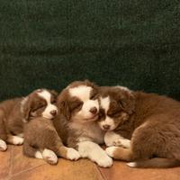 Pastore australiano Australian Shepherd cuccioli