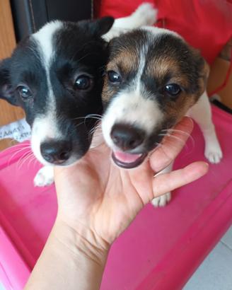 Cuccioli Jack russel e volpino