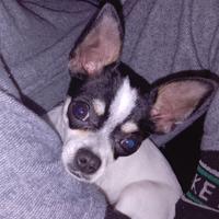 Chihuahua f.e.m.m.i.n.a