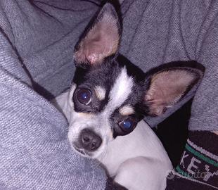 Chihuahua f.e.m.m.i.n.a