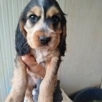 Cucciola Cocker spaniel