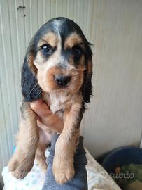 Cucciola Cocker spaniel