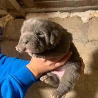Disponibili cuccioli di cane corso