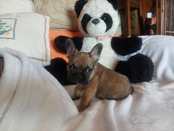 Cuccioli di bouldogue francese con pedigree enci