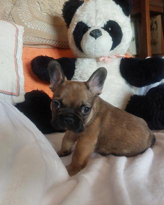 Cuccioli di bouldogue francese con pedigree enci