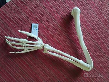 Modello omero mano arto superiore 3B Scientific