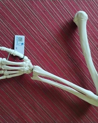 Modello omero mano arto superiore 3B Scientific