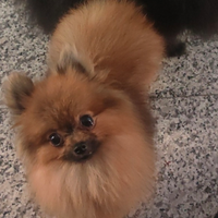 Spitz di pomerania