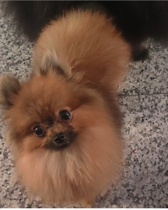 Spitz di pomerania