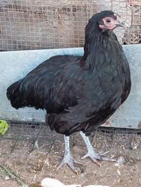 Australorp