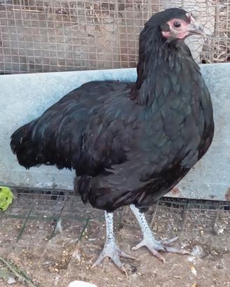 Australorp