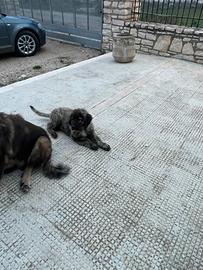 Cucciolo di Pastori del Caucaso