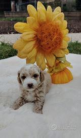 Veri Maltipoo di prima generazione
