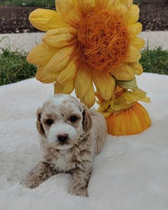 Veri Maltipoo di prima generazione