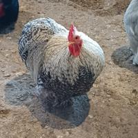 Gallo cocincina nana perniciata