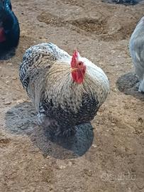 Gallo cocincina nana perniciata