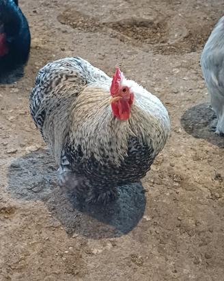 Gallo cocincina nana sperviero perniciata nera