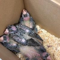 Piccoli pappagallini