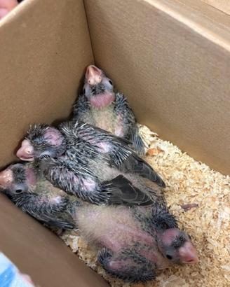 Piccoli pappagallini