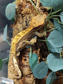 Geco ciliatus maschio