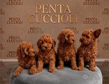 BARBONCINO TOY RED & BARBONCINI puppy - tuo a rate