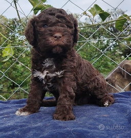 Cuccioli di Lagotto Romagnolo con pedigree ROI