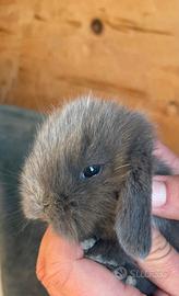 Coniglio nano ariete mini loop