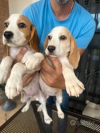 Beagle