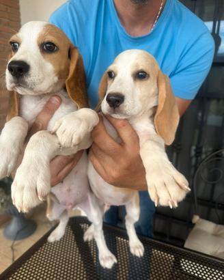 Beagle