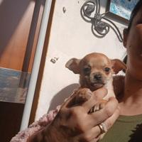 Cucciolo chihuahua toy