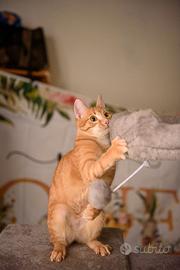 Zoe, un cocktail di dolcezza ed energia