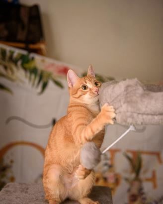 Zoe, un cocktail di dolcezza ed energia