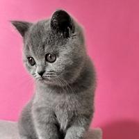 Cuccioli British Shorthair