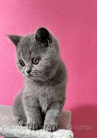Cuccioli British Shorthair