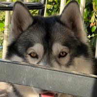Cagnolina per accomppiamento