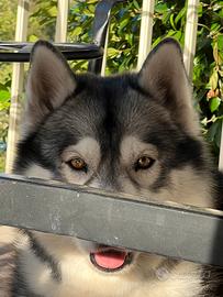 Cagnolina per accomppiamento