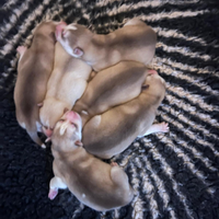 Husky